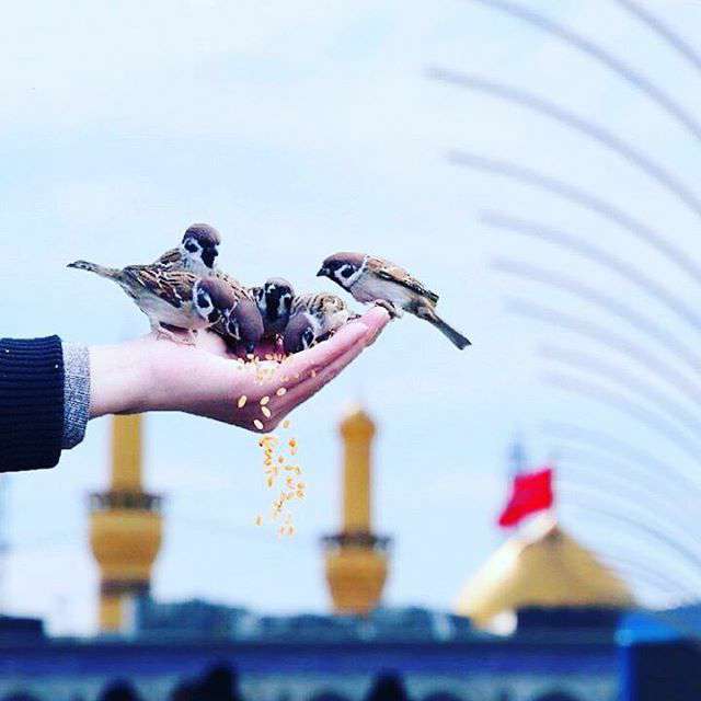 جا برای من گنجشک زیاد است ولی